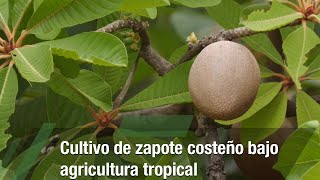 Cultivo de zapote costeño bajo agricultura tropical - TvAgro por Juan Gonzalo Angel Restrepo