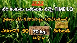 వరి కంకులు బయటకు వచ్చే TIME LO రైతులు చేయకూడని 4 తప్పులు l potash, boron, Npk, micronutrients l