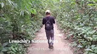 । Lawachara National Park । Bangladesh।