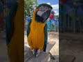 Goldie our rescue blue and gold macaw enjoying some sunshine