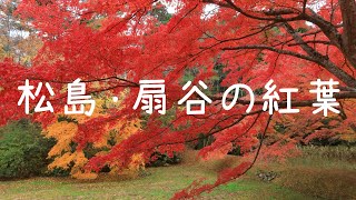 2分で体感する松島・扇谷の紅葉 【4K】~Colored leaves of Ogidani in Matsushima~