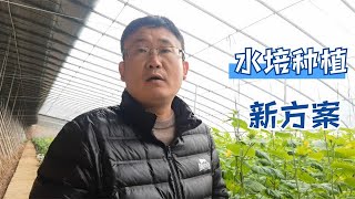 防病不用杀菌剂，水培种植新方案，种黄瓜第一次使用