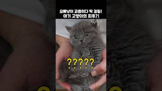 오빠냥이 괴롭히다 딱 걸림! 아기 고양이의 최후는?!