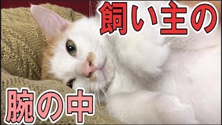 飼い主の腕の中でゴロゴロする子猫が可愛すぎる！！