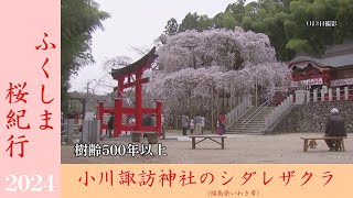 福島・いわき市　小川諏訪神社のシダレザクラ　《ふくしま桜紀行2024》