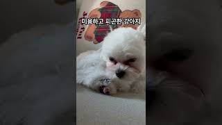 미용하고 피곤한 강아지 #강아지 #멍미르 #말티푸 #shorts