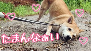 犬を恍惚とさせるものの正体 dog smells earthworms