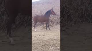 Horse For Sale