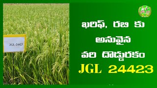 62 - ఖరిఫ్ , రబి కు అనువైన వరి  వంగడం  వంగడం JGL 24423 I Paddy JGL 24423 in Telugu by Rythubadi