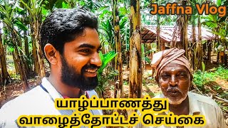 யாழ்ப்பாணத்து வாழைத்தோட்டச்செய்கை | banana Cultivation in Jaffna | Jaffna banana Garden| Jaffna vlog