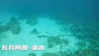 环球旅行1271天：水下遇见鲨鱼别慌，赚大了，赶紧拿相机拍视频啊。#鞋底骑车环球旅行 #瓦努阿图 #旅行