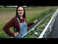 Growing Tabletop Day Neutral Strawberries in Minnesota