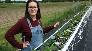 Growing Tabletop Day Neutral Strawberries in Minnesota