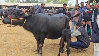 40 हजार रूपए में भी भैंस मिल रही है दिलदारनगर के पशु मंडी में | Buffalo Mandi Dildarnagar | Bhains