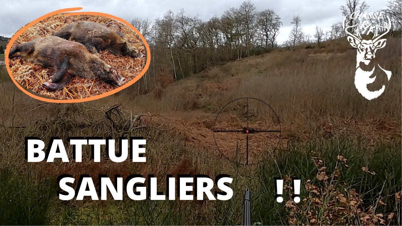 Tir De 2 Sangliers En Battue, Superbe Journée Et Beaucoup De Gibier ...