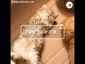 ヘソ天で眠るふわっふわなニャンコが可愛い😻💗【peco tv】