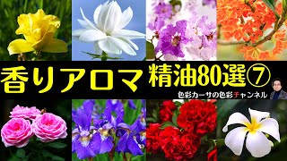 絵で見る「香り・アロマテラピー精油８０選」⑦（全１７回）