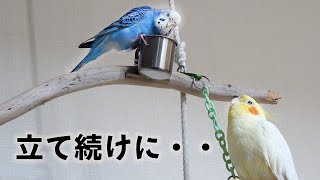 【ご報告】悲しいお別れが立て続けに・・オカメインコ・セキセイインコ