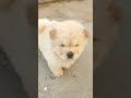 chow chow puppies available #shorts 9986771483