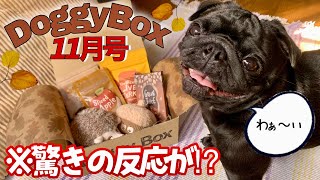 【ドギーボックス】犬用の◯◯に大興奮！驚きの反応をする愛犬におもわず笑いが止まらないwww