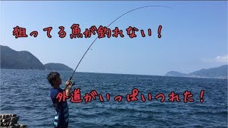 【五島でつろう！】餌釣り！ (イカ)ゆうだいの釣り