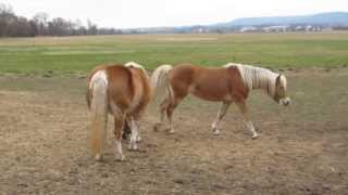 Haflinger Horses in Tiefenort, Germany (HD)