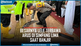 Besarnya Lele Terbawa Arus di Simpang Lima Saat Banjir Semarang Hari Ini
