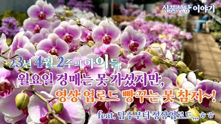 4월2주차 아이들, 경매는 못갔지만, 영상 빵꾸는 못 참지~!