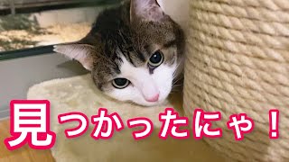 【驚愕】１年半引きこもりの保護猫､引っ越し早々ケージ卒業か！？