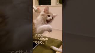 子猫チョウジ！