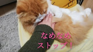 【トライ】毛づくろいに必死な猫の邪魔をしてみた