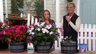 Phillip Watson Designs 3pc SunPatiens Live Plants With Whiskey Barrel on QVC