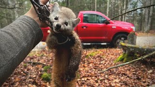 Fisher \u0026 Marten Trapping in Northern NY Part 2