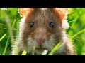 wild hamster has a graveyard feast seven worlds one planet bbc earth