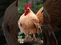 Chicken Sound: Rooster and Hen Morning Calls