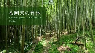 長岡京の竹林 Bamboo grove in Nagaokakyo