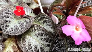 Planta COLGANTE HERMOSA | Episcia cupreata | mis tortuguitas florecidas