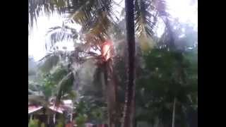 Coconut Tree Fired by Lightning, Kerala, India