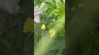 Bitter gourd flower #gardening #bittergourd #shorts #short