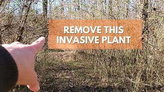 If you see this Invasive Plant, REMOVE IT! (Identifying Chinese privet Ligustrum sinense)