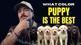 What Color Labrador Should I Get?