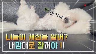 강아지잠 이렇게 잔다고 환장하겠네 The dog seller is the best seller