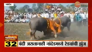 Nanded Bull Fight । सर्वोच्च नायायालयाची बंदी असतानाही नांदेडमध्ये रेड्यांच्या झुंजीची स्पर्धा