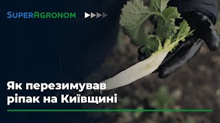 Планова урожайність ріпаку 4 т/га. Як перезимував ріпак в СК Агробізнес / СуперАгроном