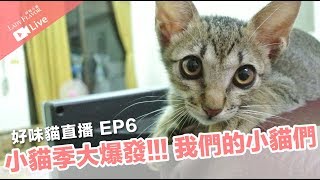 我們的小貓故事，小貓季來臨！【好味貓直播】EP6
