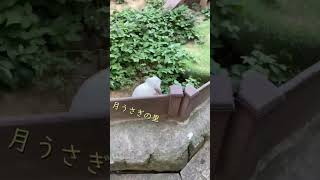 月うさぎの里 #vlog #石川県