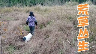 带上小猪去巡山，看这位年轻农民种的地，有多不合格【一只不平凡的猪哼哼】