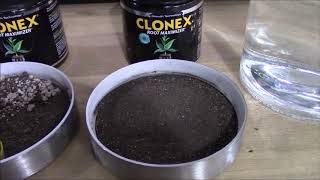 Best Way To Clone Cannabis Everything You Need To Know Using Clonex Products