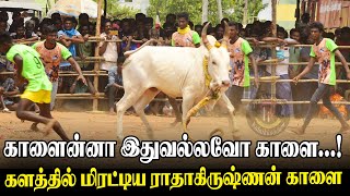 காளைன்னா இதுவல்லவோ காளை ! | மணப்பாறை வடமாடு மஞ்சுவிரட்டு  | PK Media