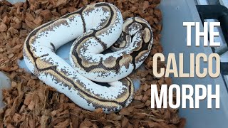 NBK Ball Pythons - CALICO Edition